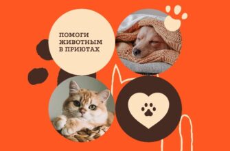 Мастерская Омега передаёт приютам 50% от продажи картин посетителям – постоянная помощь и продажа на выставках