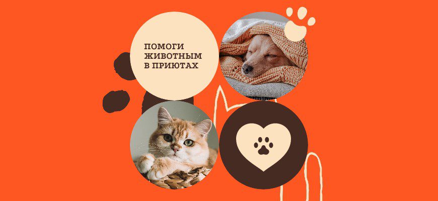 Мастерская Омега передаёт приютам 50% от продажи картин посетителям – постоянная помощь и продажа на выставках